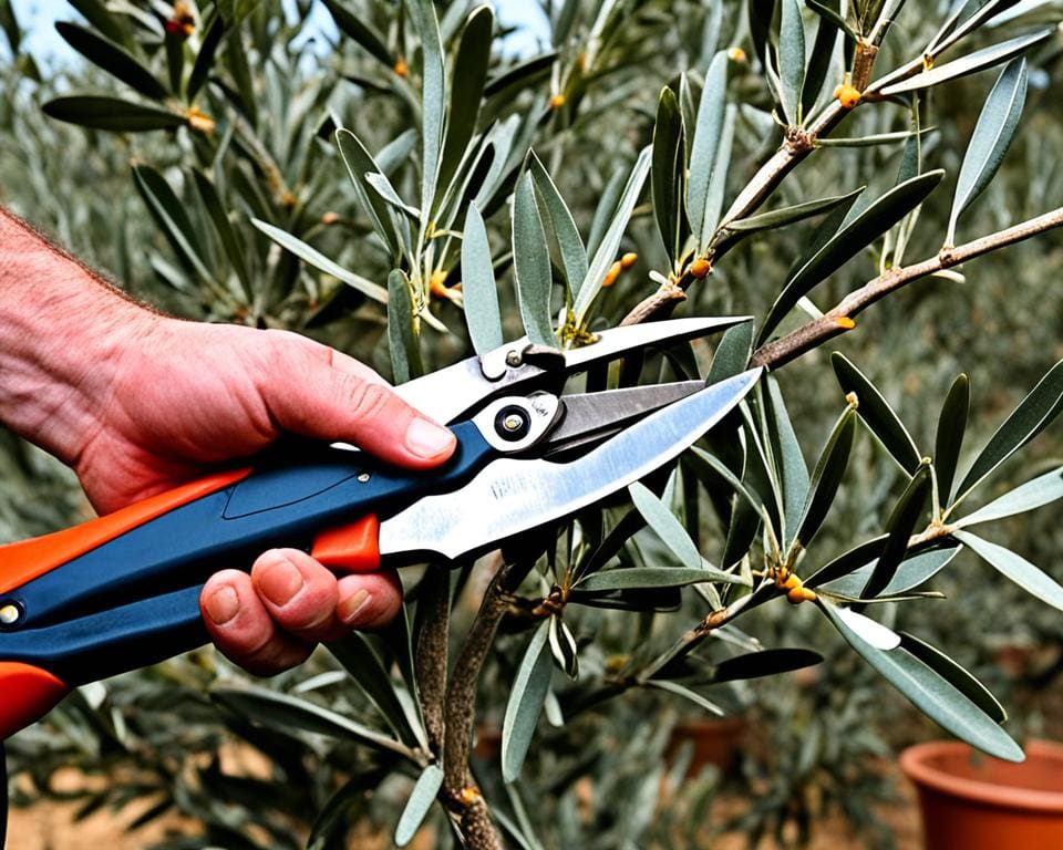 hoe moet je een olijfboom snoeien